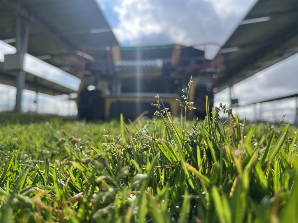 gestione prato pannelli fotovoltaici